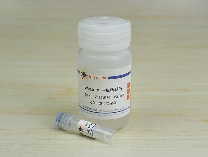 VEGF Rabbit Polyclonal Antibody